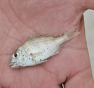 弓ケ浜はすっかり夏の海。代表的なエサ取りであるチャリコ。