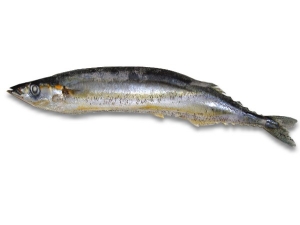 秋刀魚(さんま)